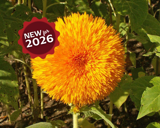 Tall Teddy Bear Sunflower Seeds - Blessings Grow Meadows