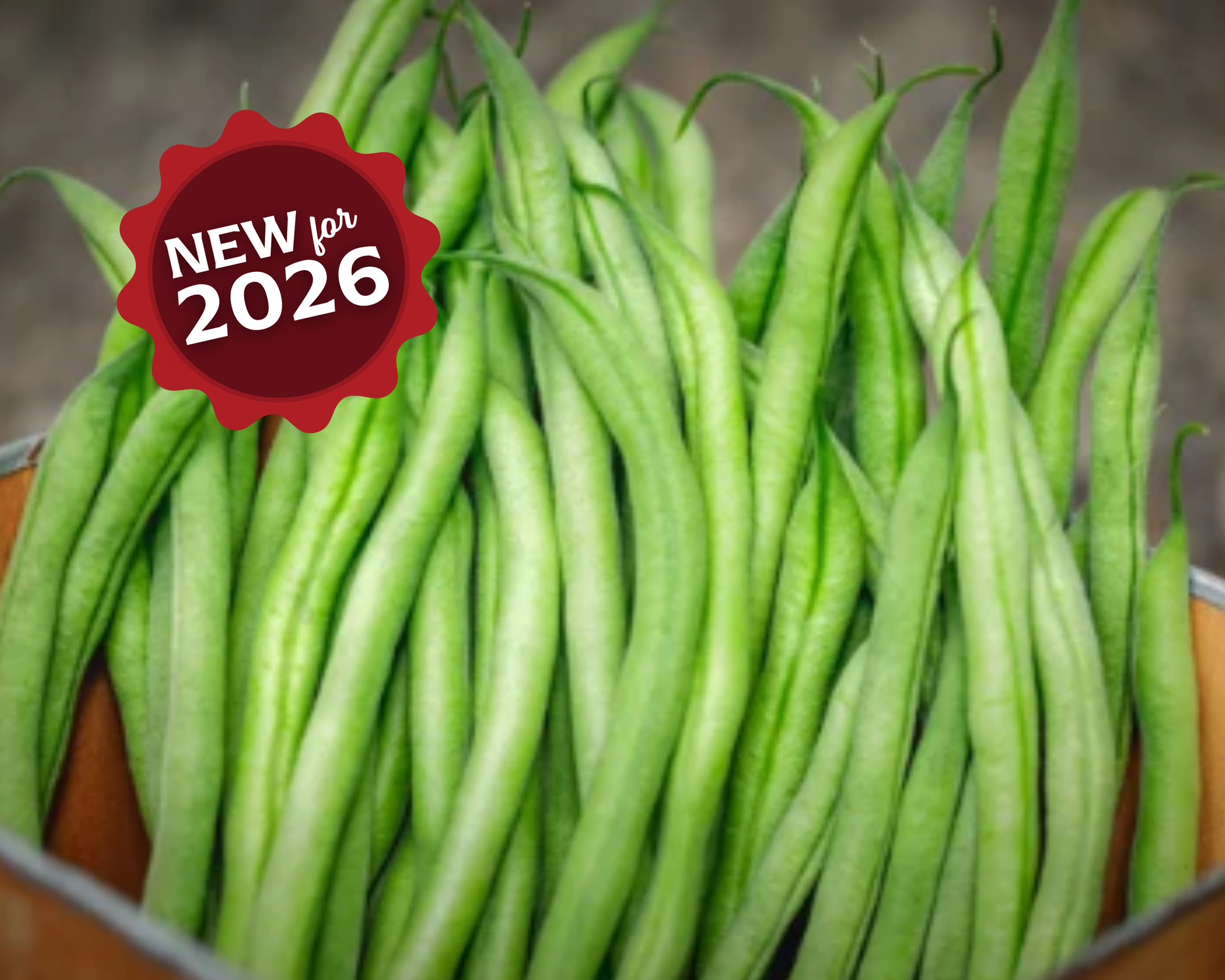 French Filet Bean Seeds - Blessings Grow Meadows