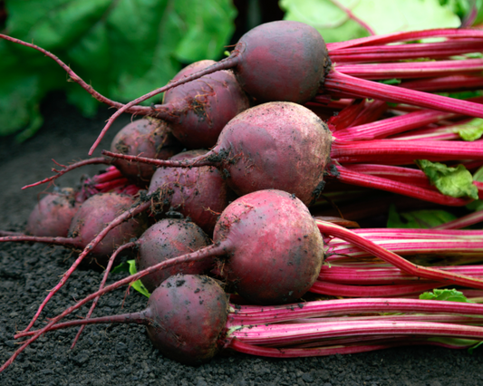 Red Ace Hybrid Beet Seeds - Blessings Grow Meadows