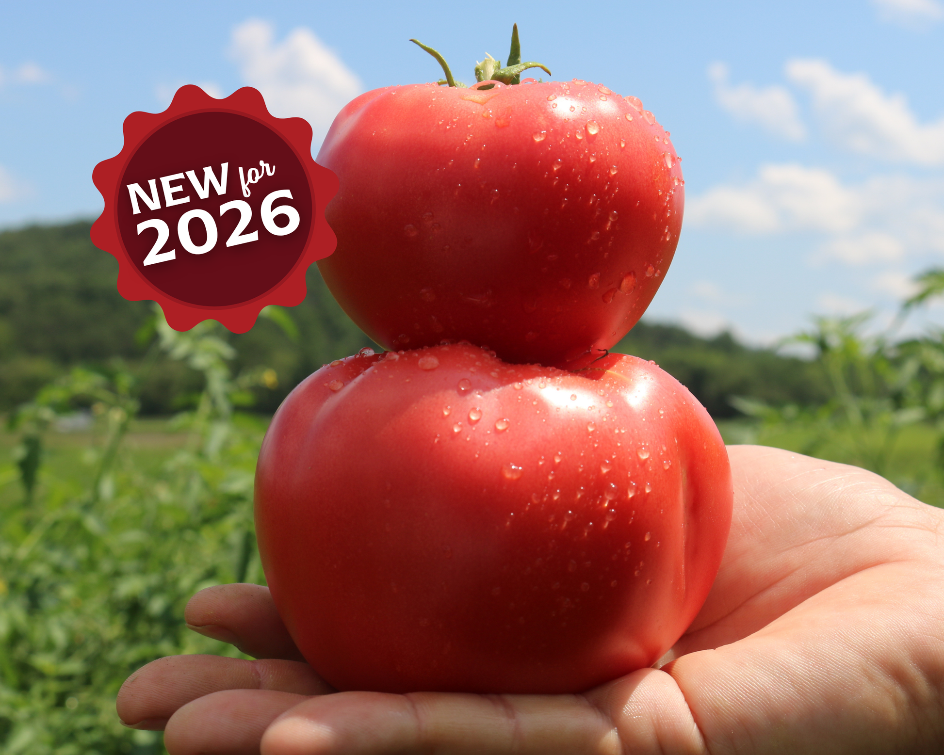 Pink Gal Hybrid Tomato Seeds - Blessings Grow Meadows