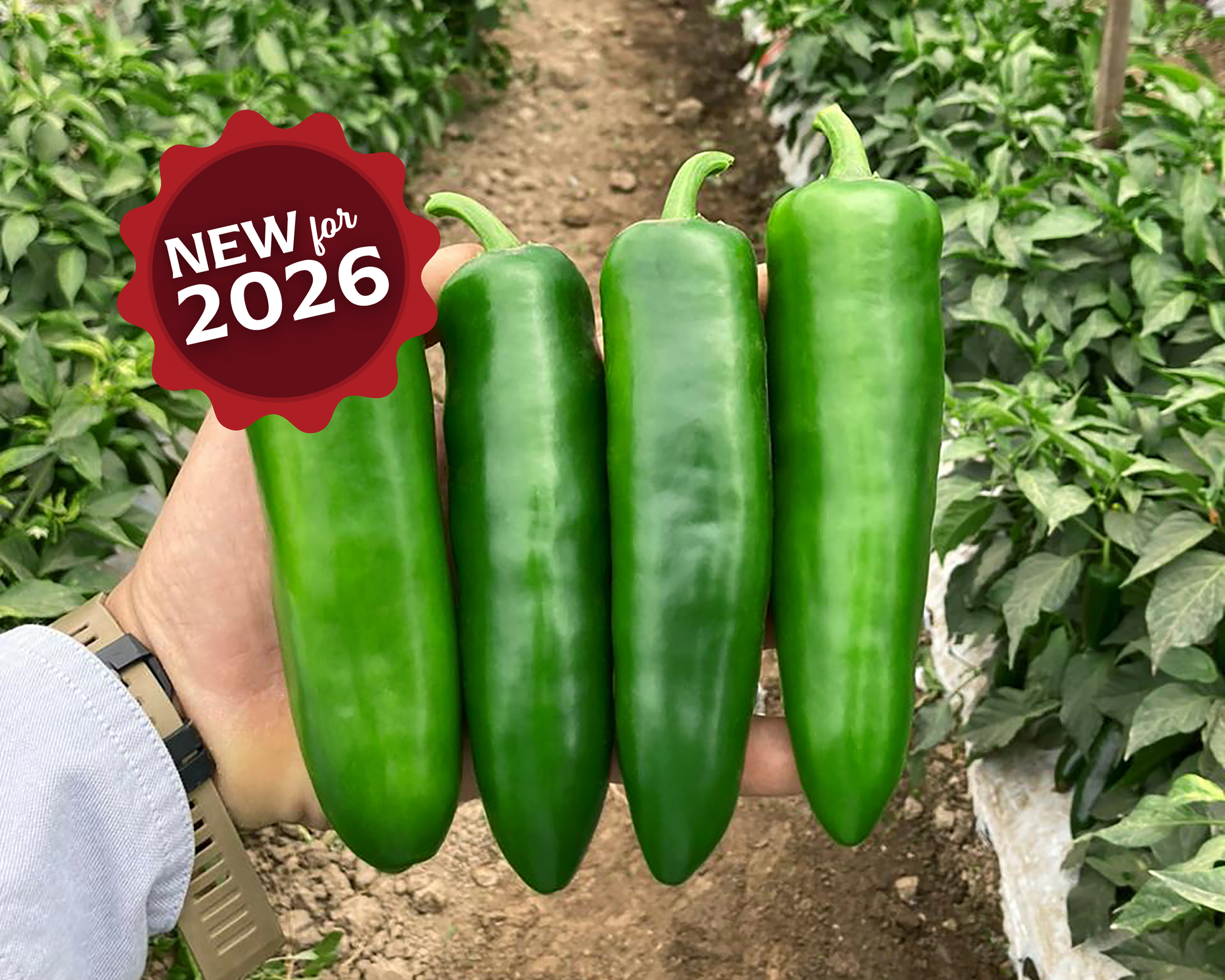 Unicron Hybrid Pepper Seeds - Blessings Grow Meadows