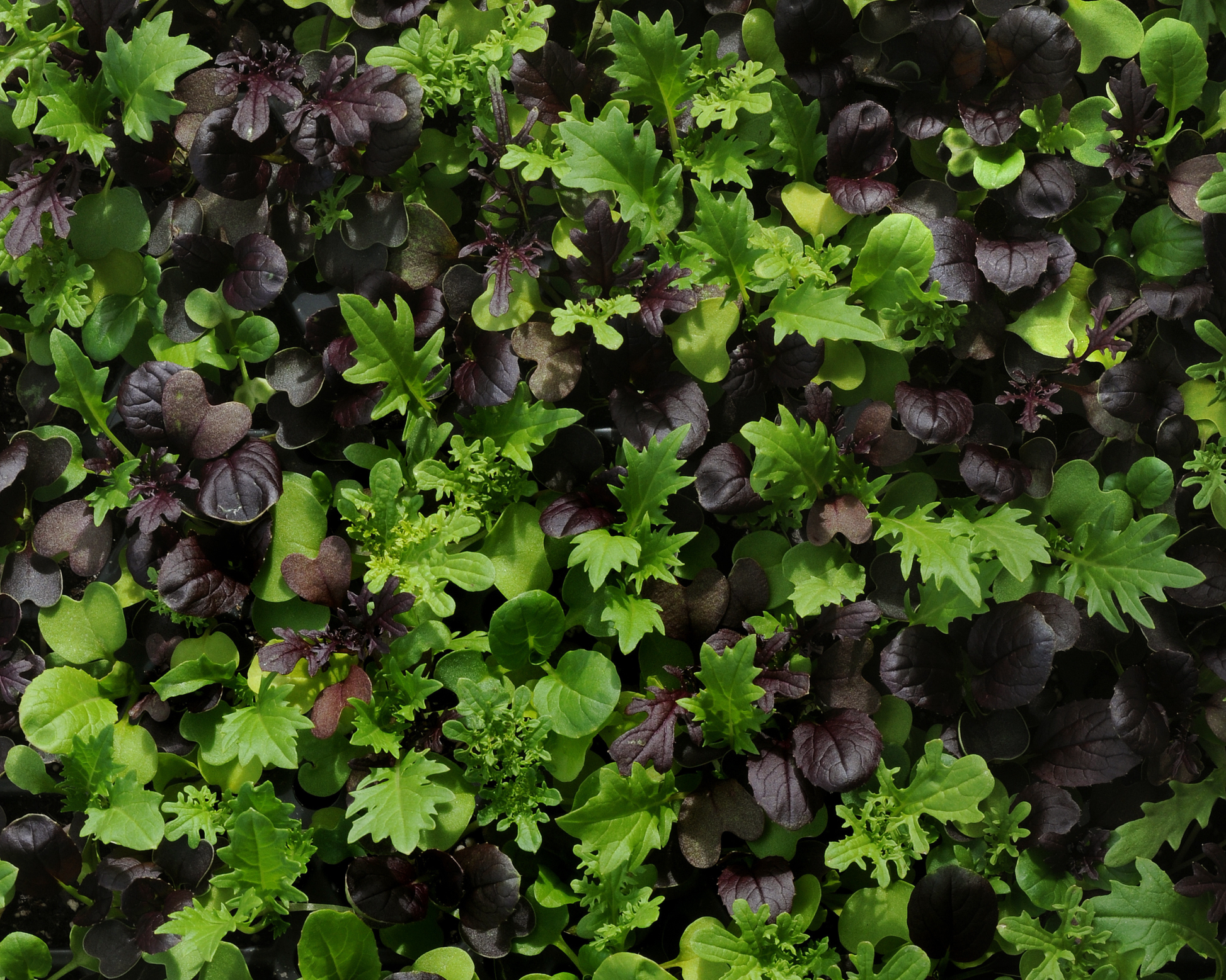 SimplySalad® Global Gourmet Mix Seeds - Blessings Grow Meadows