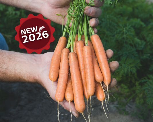 Adelaide Hybrid Carrot Seeds - Blessings Grow Meadows