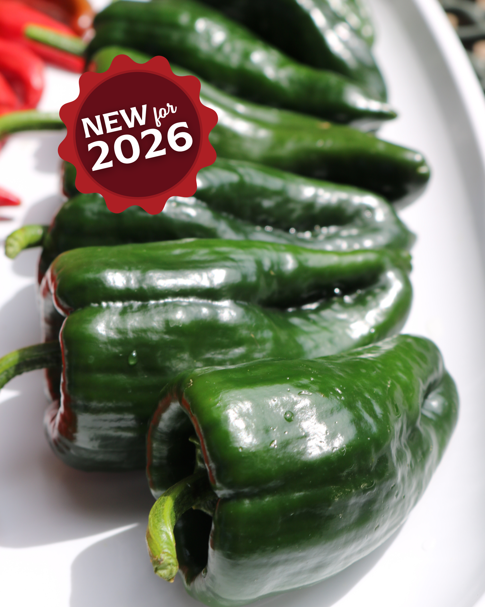 Carranza Hybrid Pepper Seeds - Blessings Grow Meadows