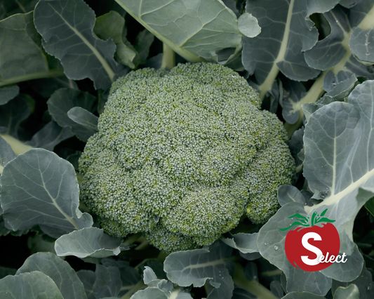 Green Magic Hybrid Broccoli Seeds - Blessings Grow Meadows
