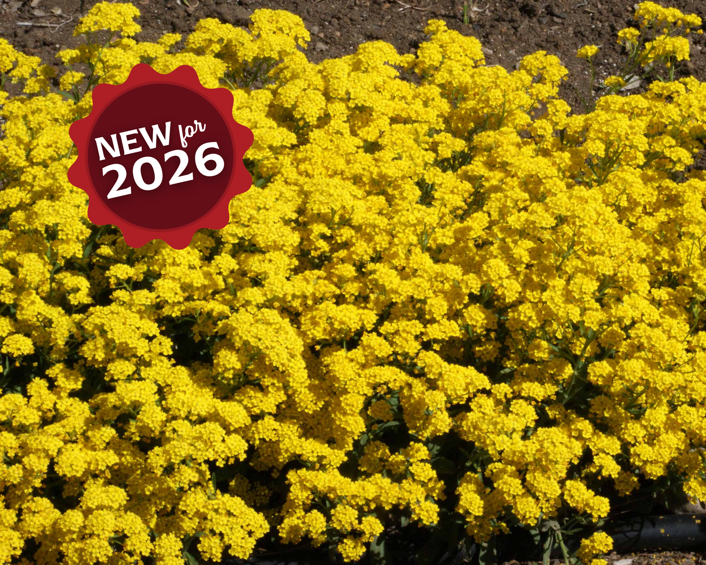 Basket of Gold Alyssum Seeds - Blessings Grow Meadows