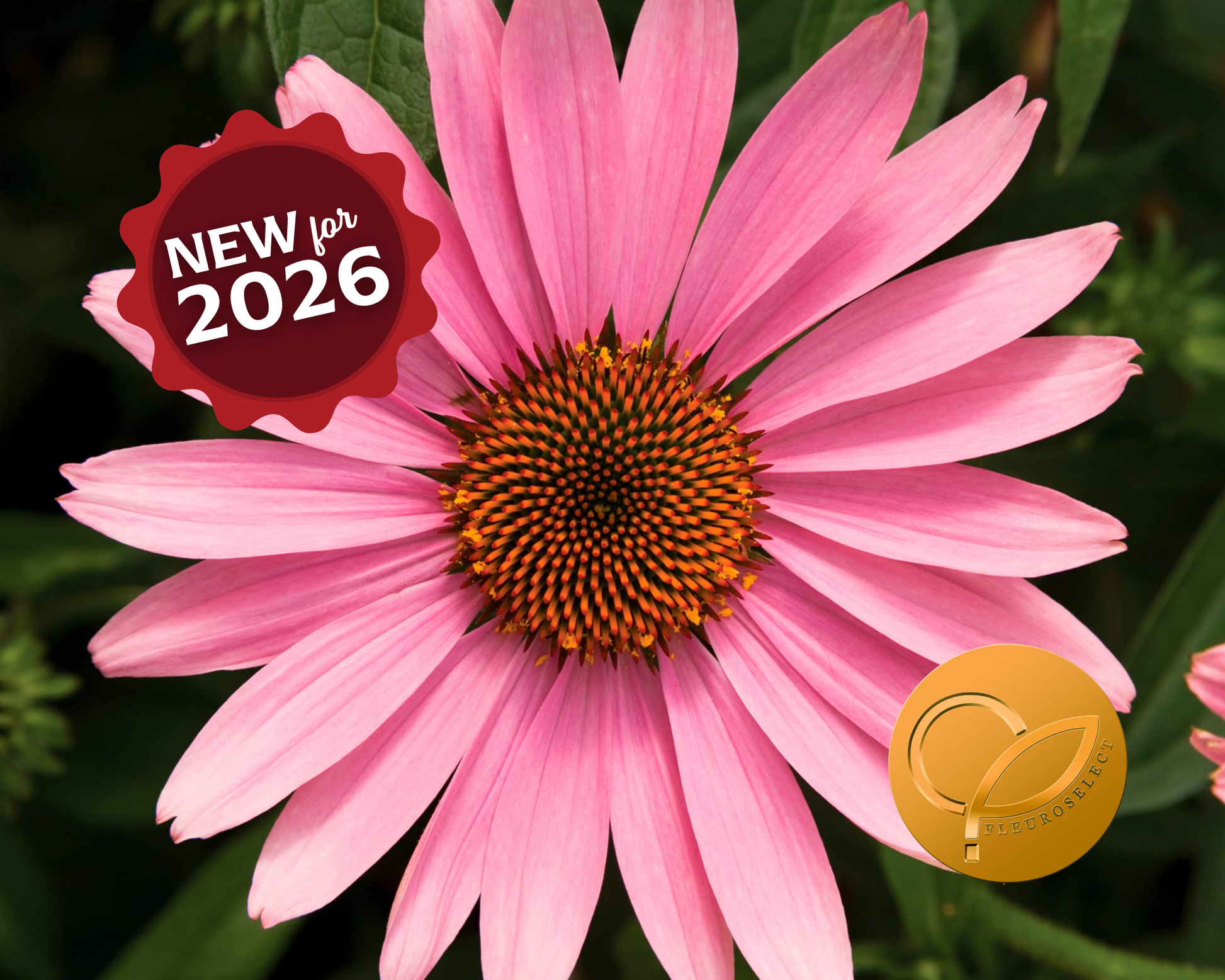 Prairie Splendor Deep Rose Echinacea Seeds - Blessings Grow Meadows