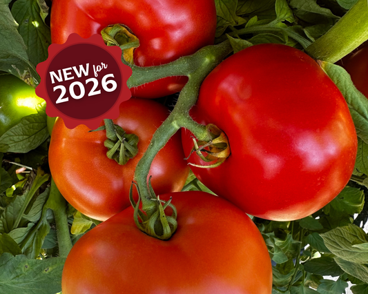 Jolene Hybrid Tomato Seeds - Blessings Grow Meadows