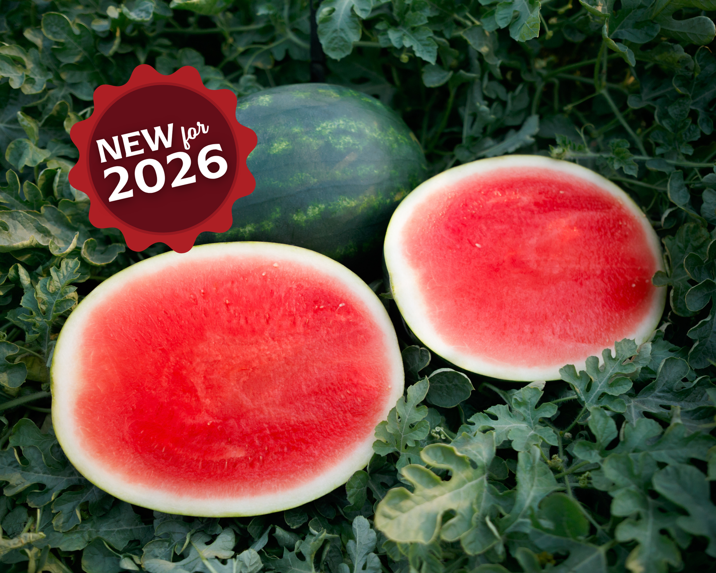 El Capitan Seedless Hybrid Watermelon Seeds - Blessings Grow Meadows