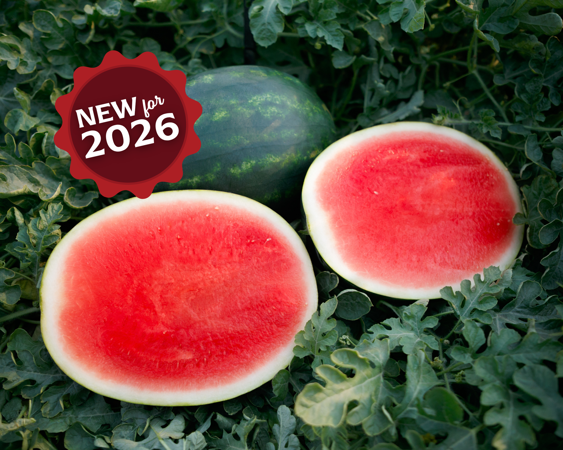 El Capitan Seedless Hybrid Watermelon Seeds - Blessings Grow Meadows