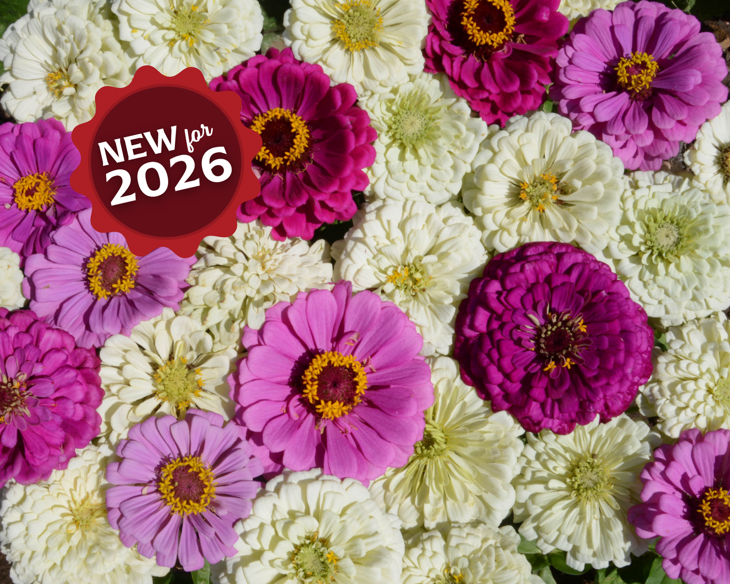 Blueberry Cheesecake Mix Zinnia Seeds - Blessings Grow Meadows