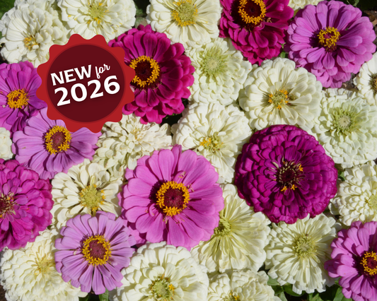 Blueberry Cheesecake Mix Zinnia Seeds - Blessings Grow Meadows