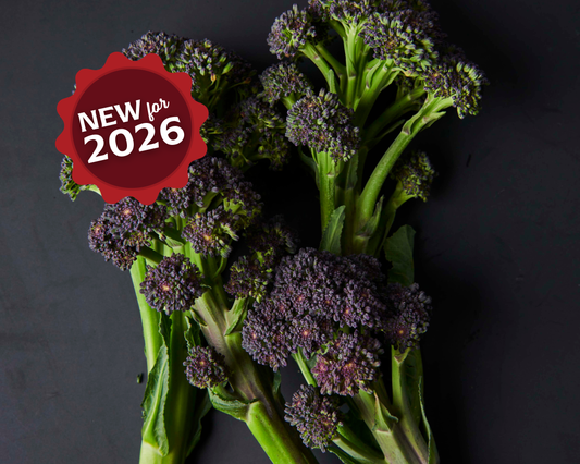 Burgundy Hybrid Broccoli Seeds - Blessings Grow Meadows