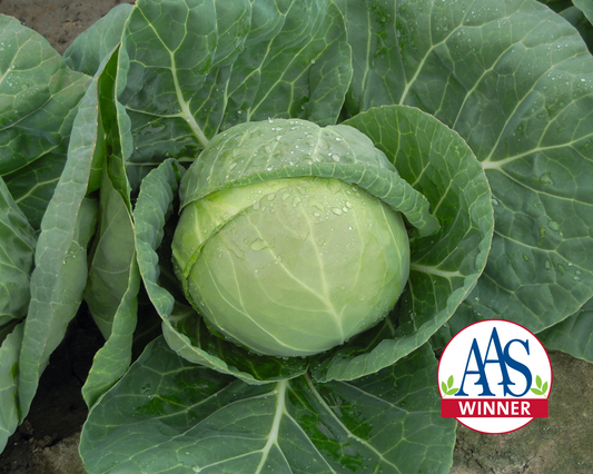 Katarina Hybrid Cabbage Seeds - Blessings Grow Meadows