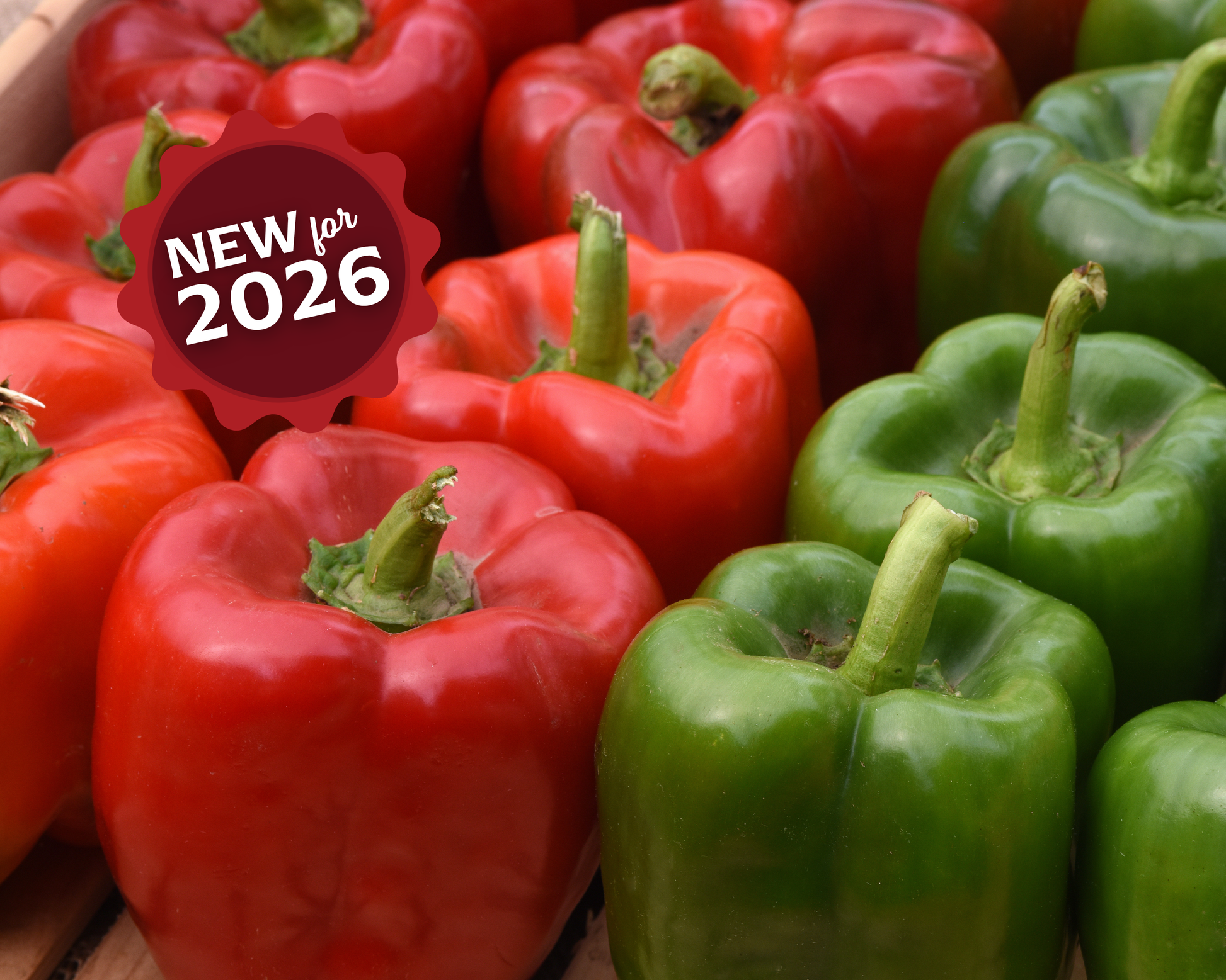 Kickstart Hybrid Pepper Seeds - Blessings Grow Meadows