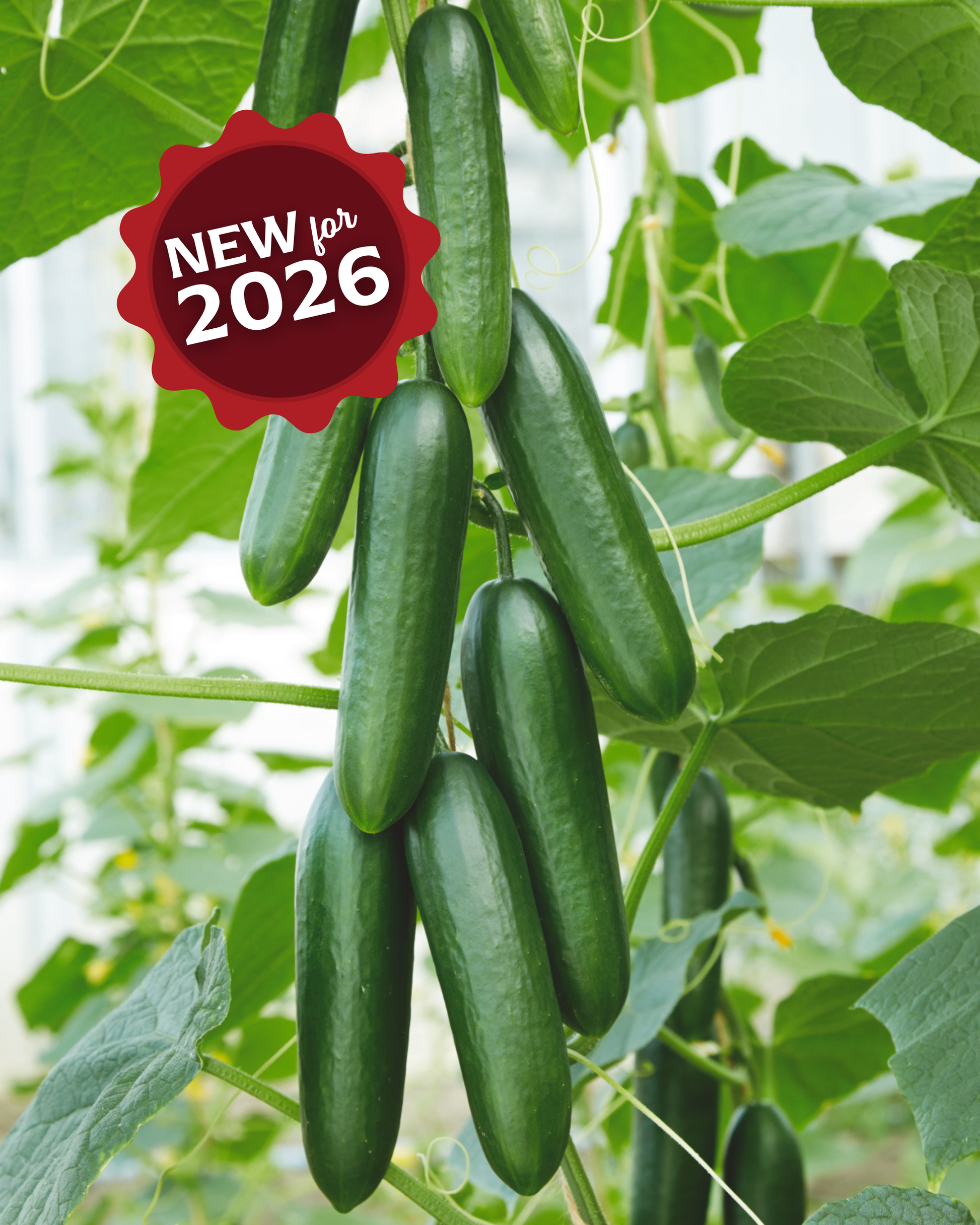 Snack Hybrid Cucumber Seeds - Blessings Grow Meadows