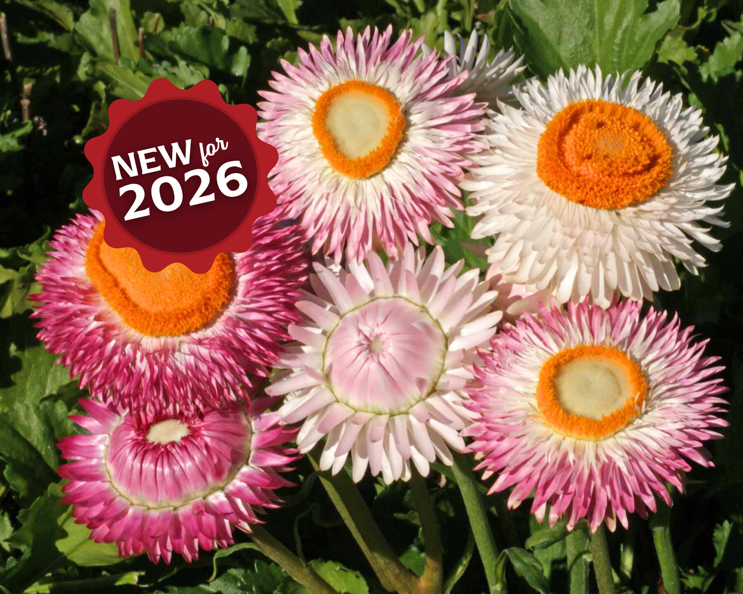 Dwarf Mix Strawflower Seeds - Blessings Grow Meadows