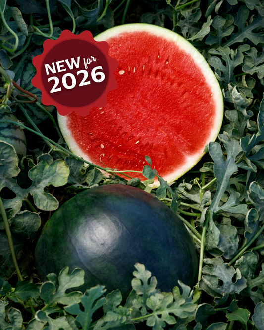 Eclipse Seedless Hybrid Watermelon Seeds - Blessings Grow Meadows