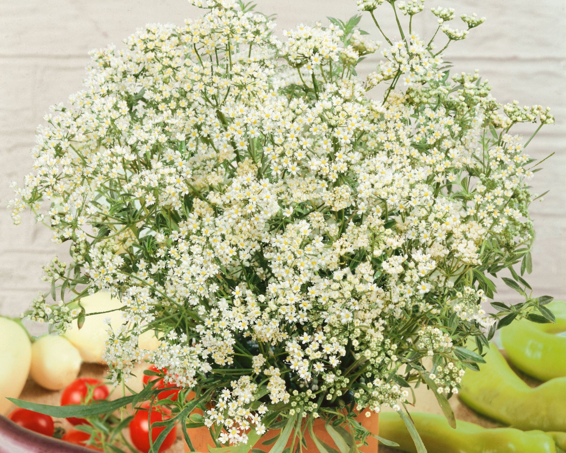 Anise Seeds - Blessings Grow Meadows