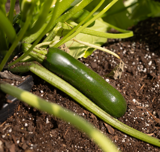 Spineless Supreme Hybrid Zucchini Seeds - Blessings Grow Meadows
