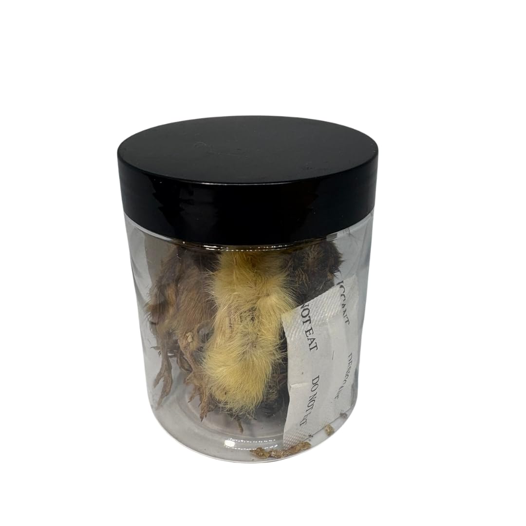 Six whole medium-sized quail chicks for carnivore pets, natural prey feeding, high-quality protein source from Quailz by Undique LLC.