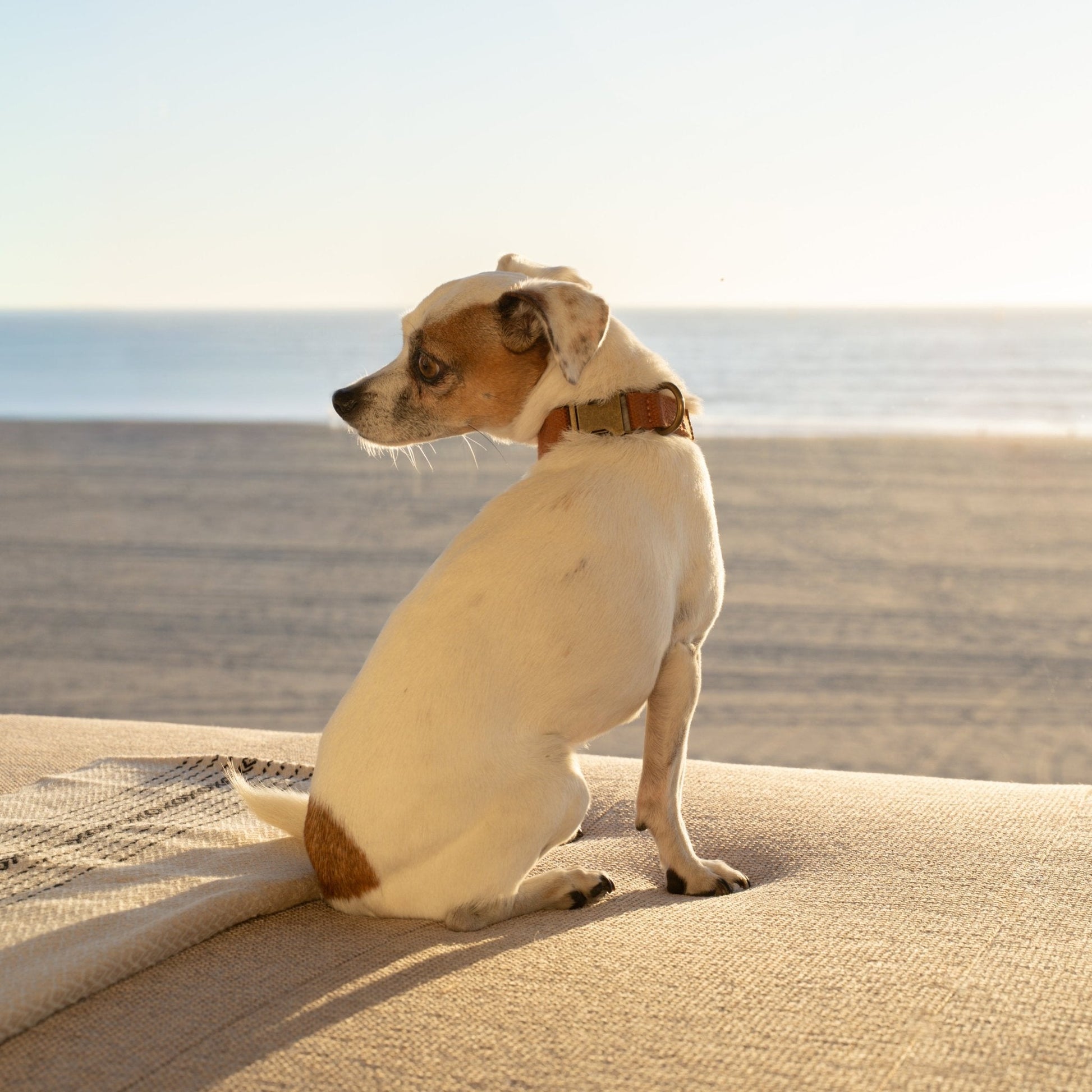 Soft hemp cotton dog collar from Tilley + Me with adjustable, lightweight design and durable, sustainable materials.