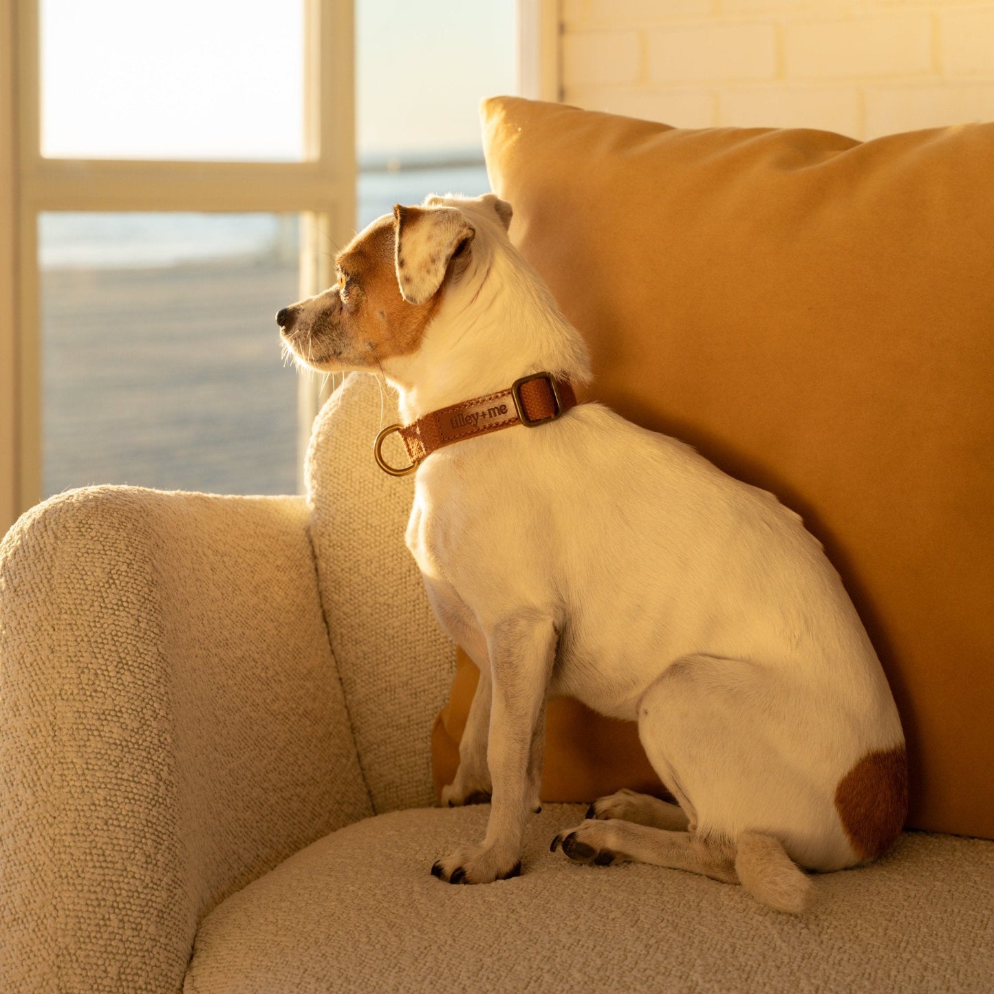 Lightweight hemp cotton dog collar from Tilley + Me featuring adjustable, soft, durable, and sustainable design.