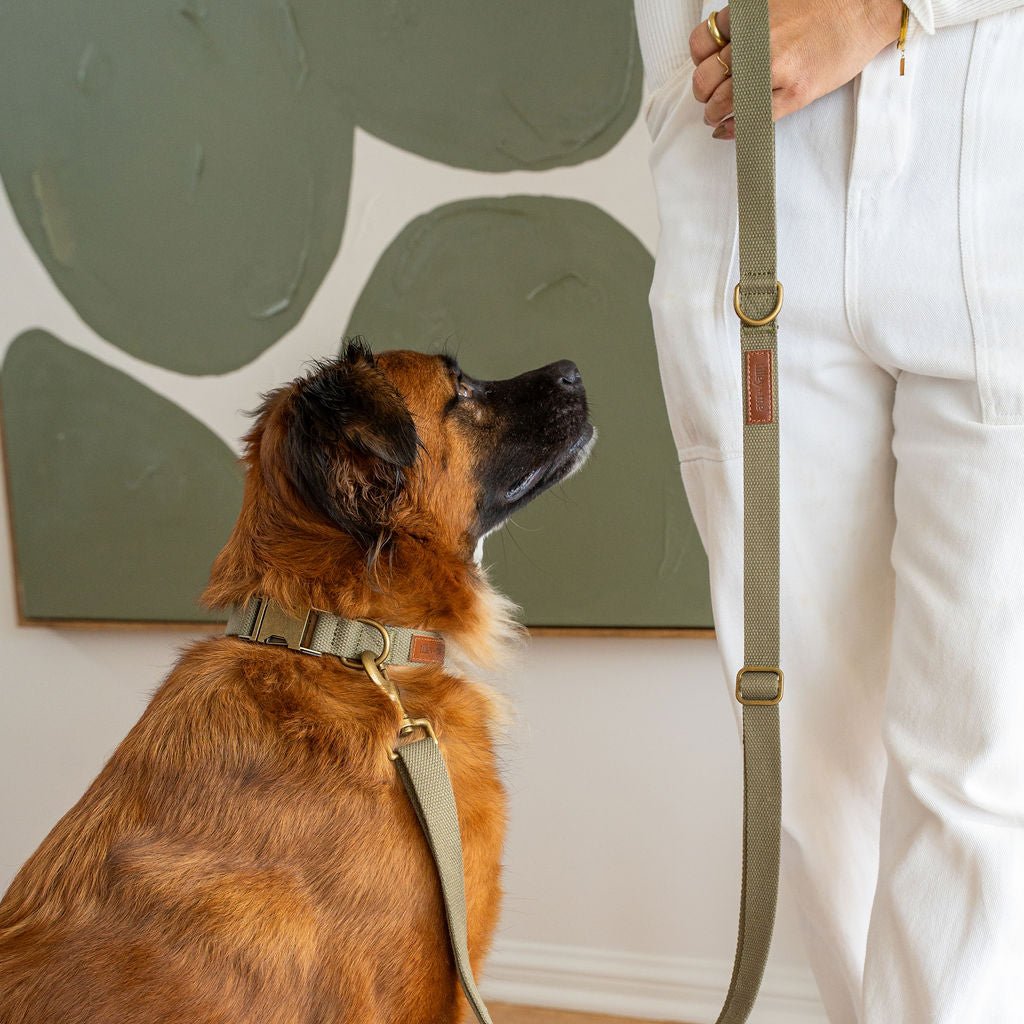 Hemp cotton dog collar by Tilley + Me showing adjustable, lightweight, soft, durable, and sustainable design on a dog.