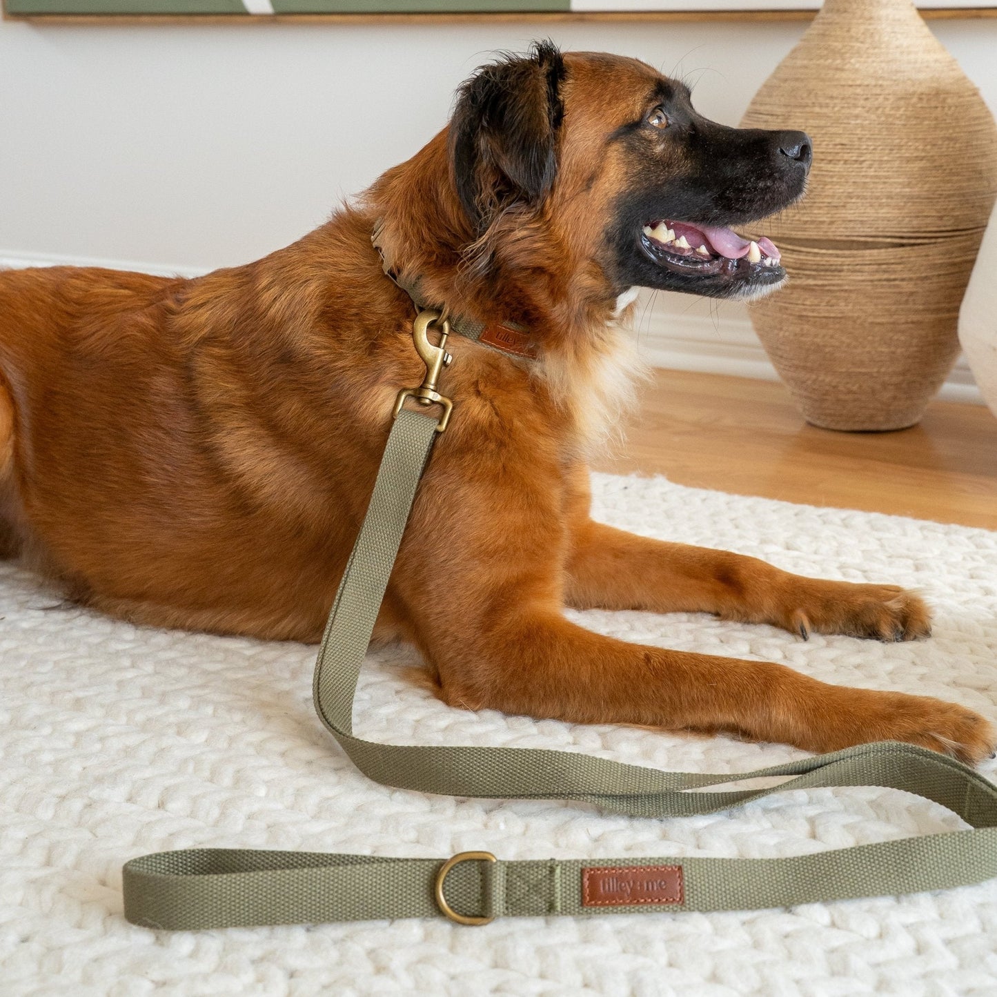 Tilley + Me hemp cotton dog collar showing adjustable, lightweight, soft, durable design in natural hemp color.