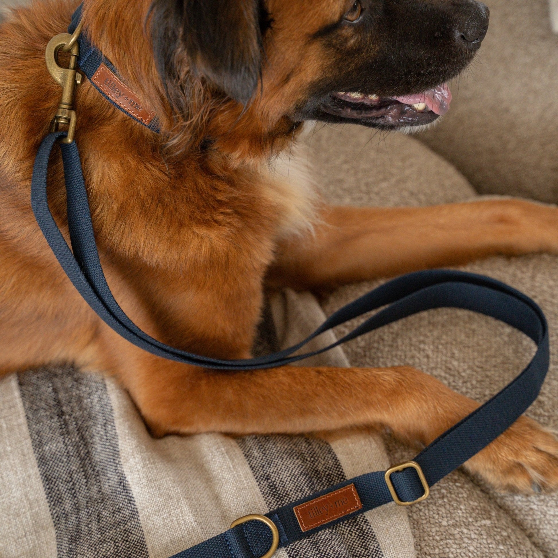 Hemp cotton dog collar by Tilley + Me, adjustable, lightweight, soft, durable, sustainable pet accessory with metal buckle.