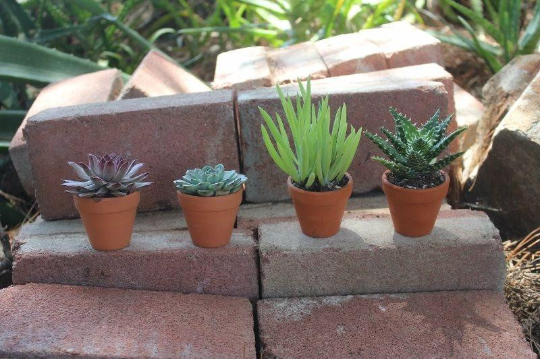 Two small wedding favor succulents from The Succulent Source, perfect for wedding decor or party favors.