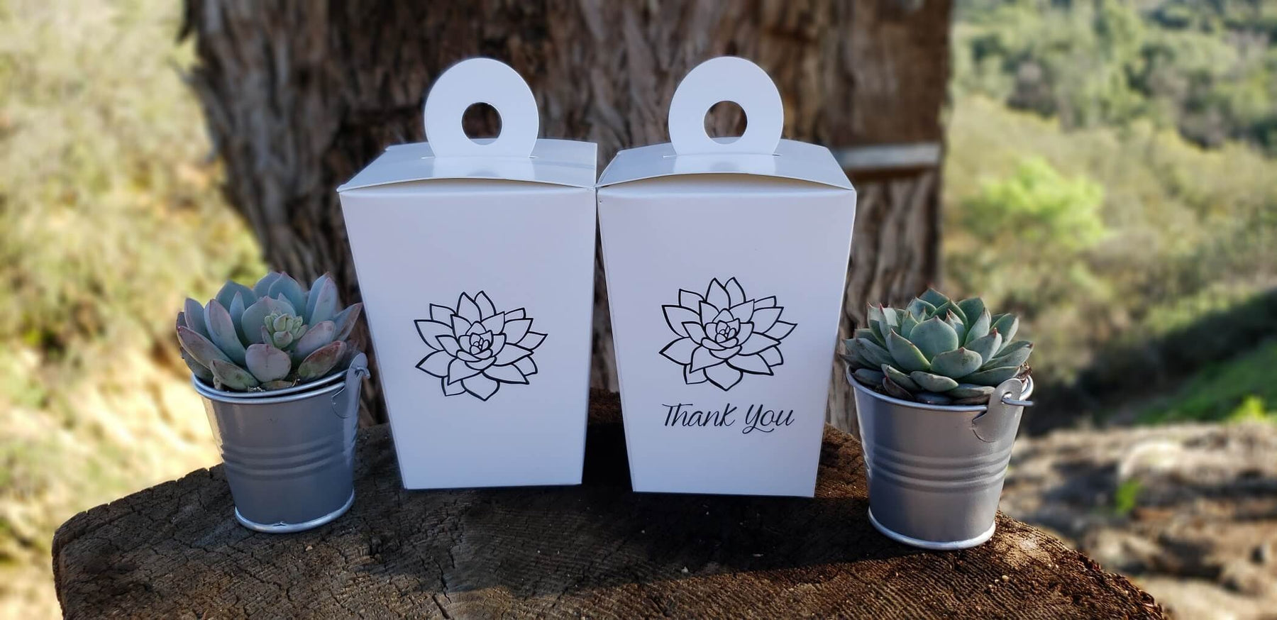 Two small wedding favor succulents from The Succulent Source, featuring green rosette shapes in a natural arrangement.