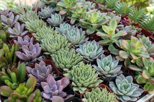 Two small succulent wedding favors from The Succulent Source, perfect for wedding gift favors, with green rosette-shaped leaves.