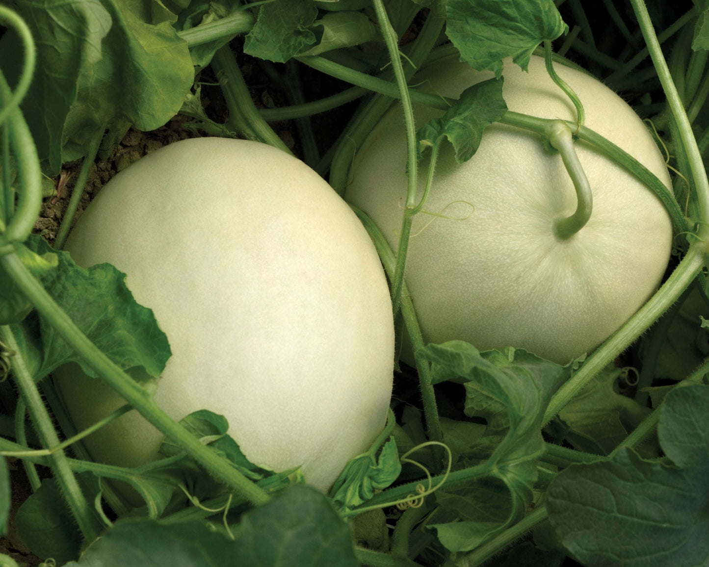 Super Nectar Hybrid Honeydew Melon Seeds - Blessings Grow Meadows