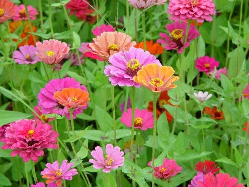 200 Mixed Colors ZINNIA POMPON Zinnia Elegans Flower Seeds - Blessings Grow Meadows -