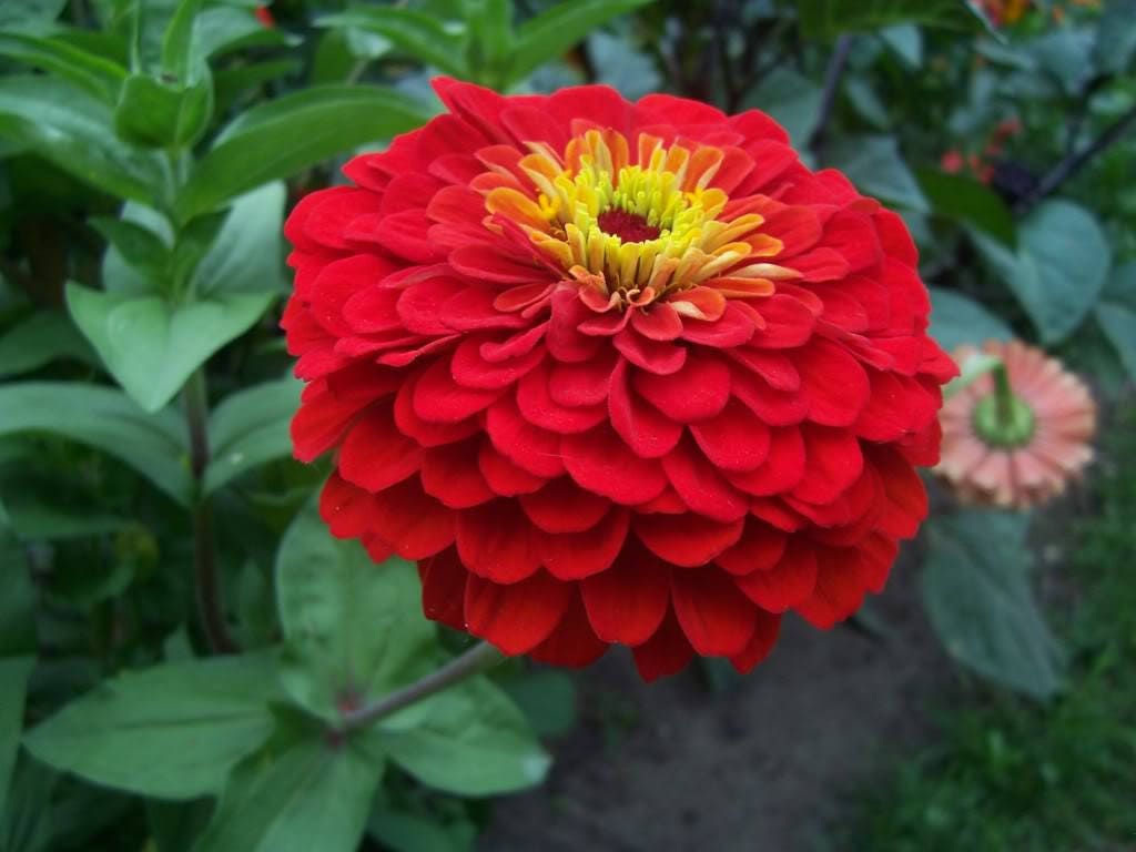 200 Mixed Colors ZINNIA POMPON Zinnia Elegans Flower Seeds - Blessings Grow Meadows -