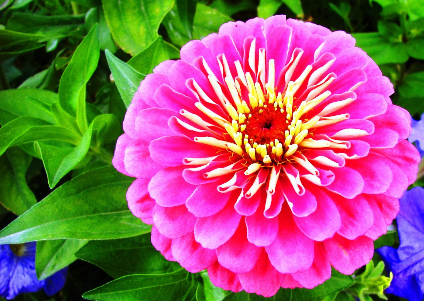 200 Mixed Colors ZINNIA POMPON Zinnia Elegans Flower Seeds - Blessings Grow Meadows -