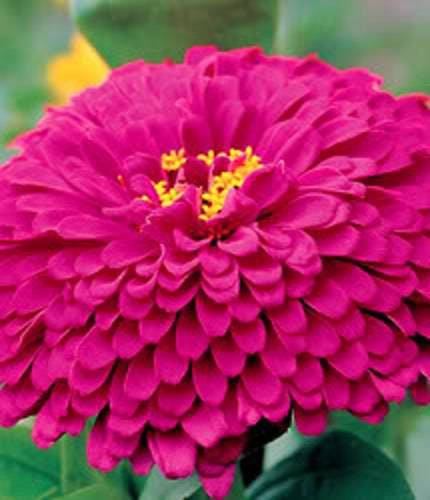 200 Mixed Colors ZINNIA POMPON Zinnia Elegans Flower Seeds - Blessings Grow Meadows -