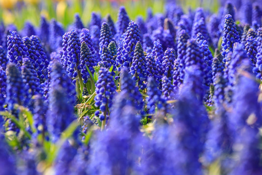 20 GRAPE HYACINTH Muscari Armeniacum Fragrant Blue Purple Ground Cover Flower Seeds - Blessings Grow Meadows -