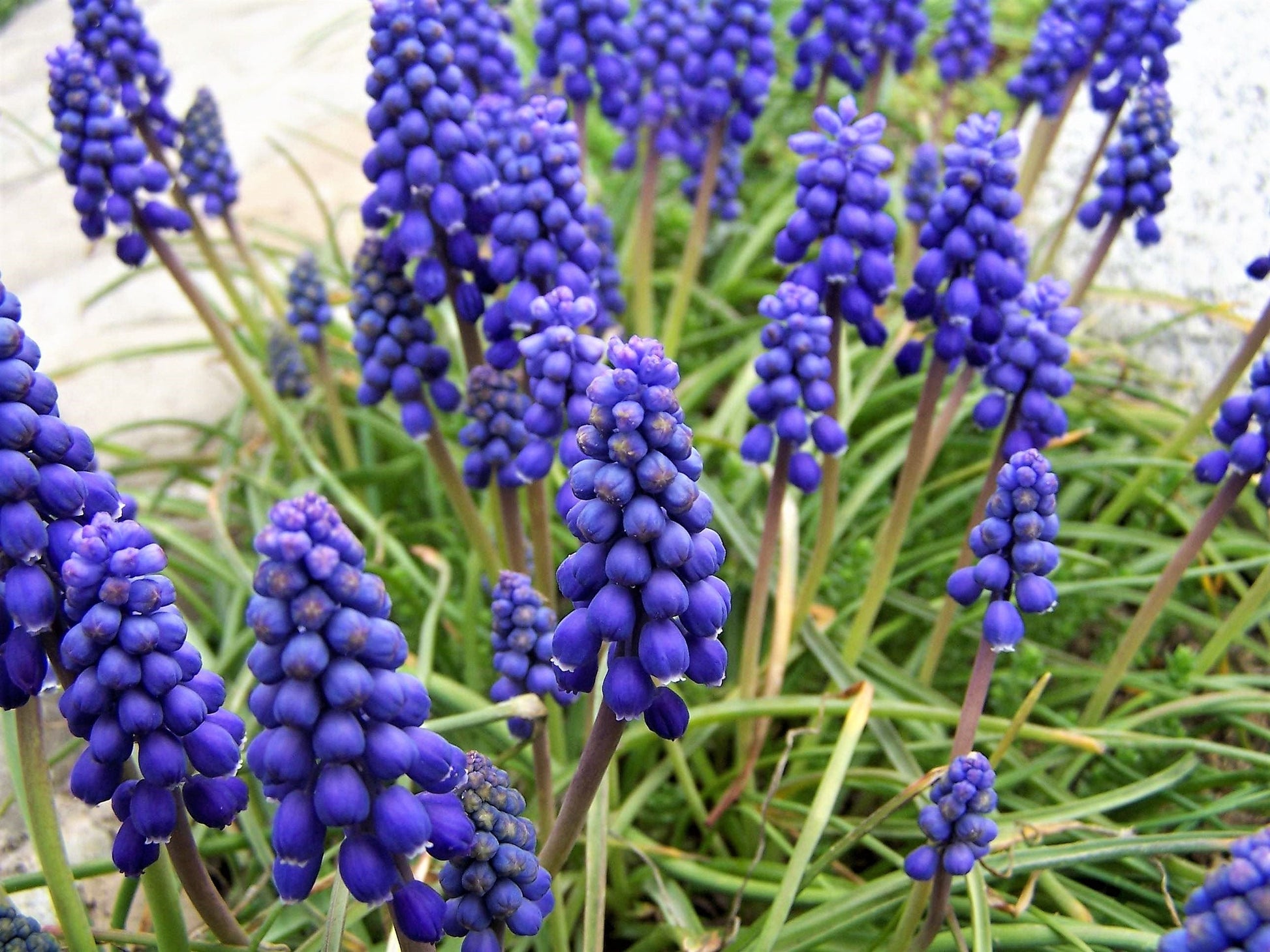 20 GRAPE HYACINTH Muscari Armeniacum Fragrant Blue Purple Ground Cover Flower Seeds - Blessings Grow Meadows -
