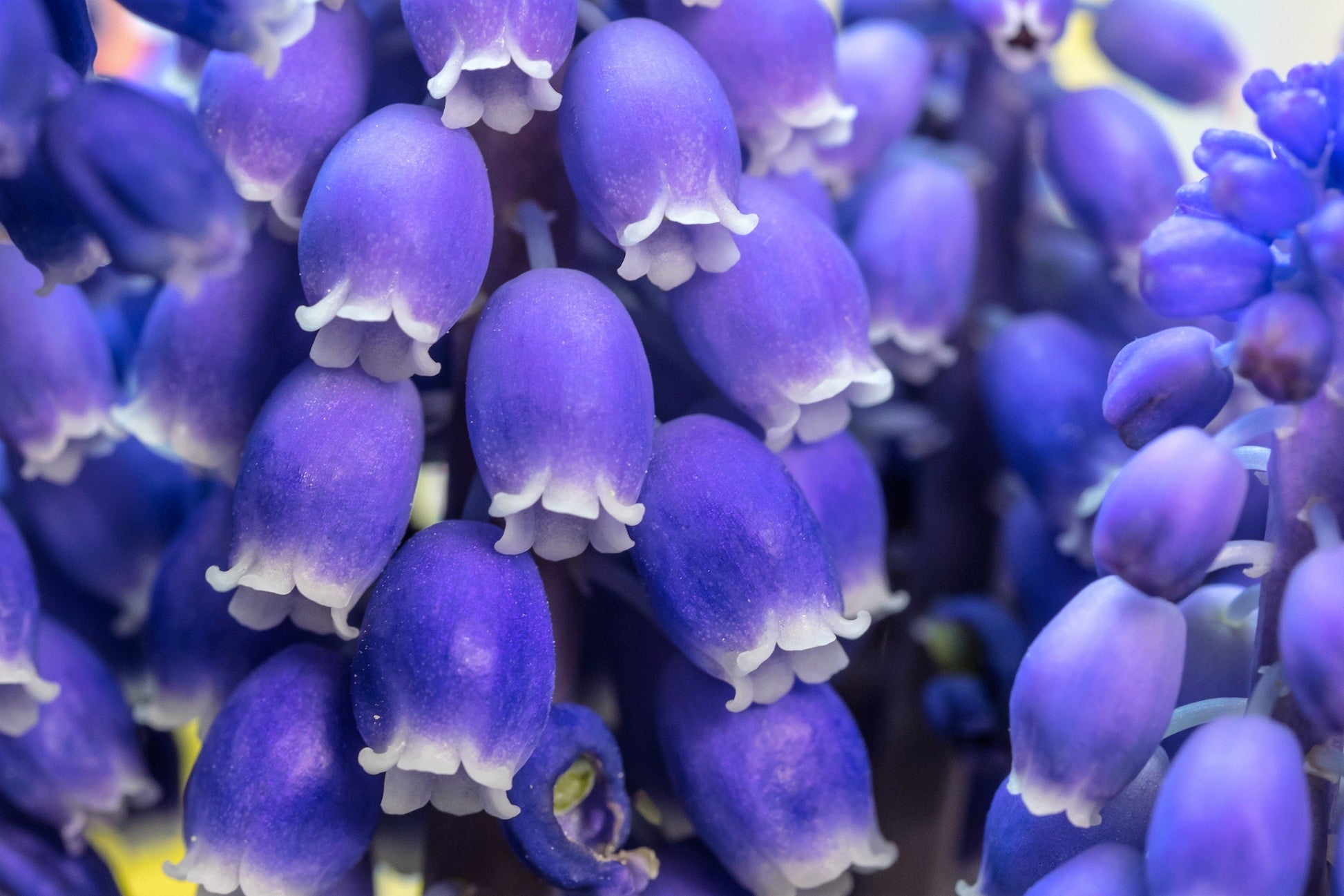 20 GRAPE HYACINTH Muscari Armeniacum Fragrant Blue Purple Ground Cover Flower Seeds - Blessings Grow Meadows -