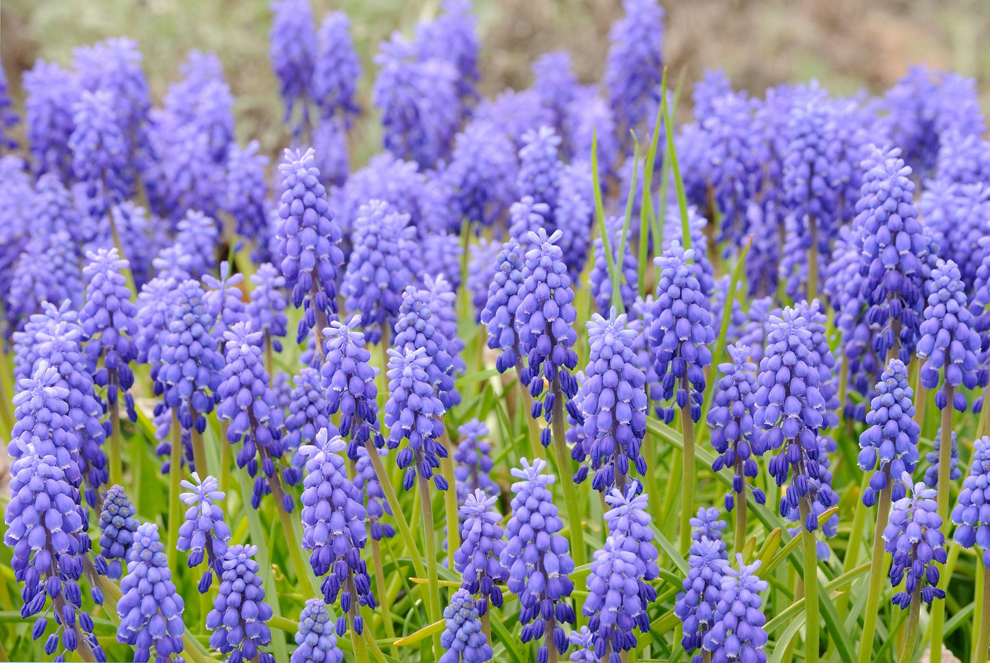20 GRAPE HYACINTH Muscari Armeniacum Fragrant Blue Purple Ground Cover Flower Seeds - Blessings Grow Meadows -