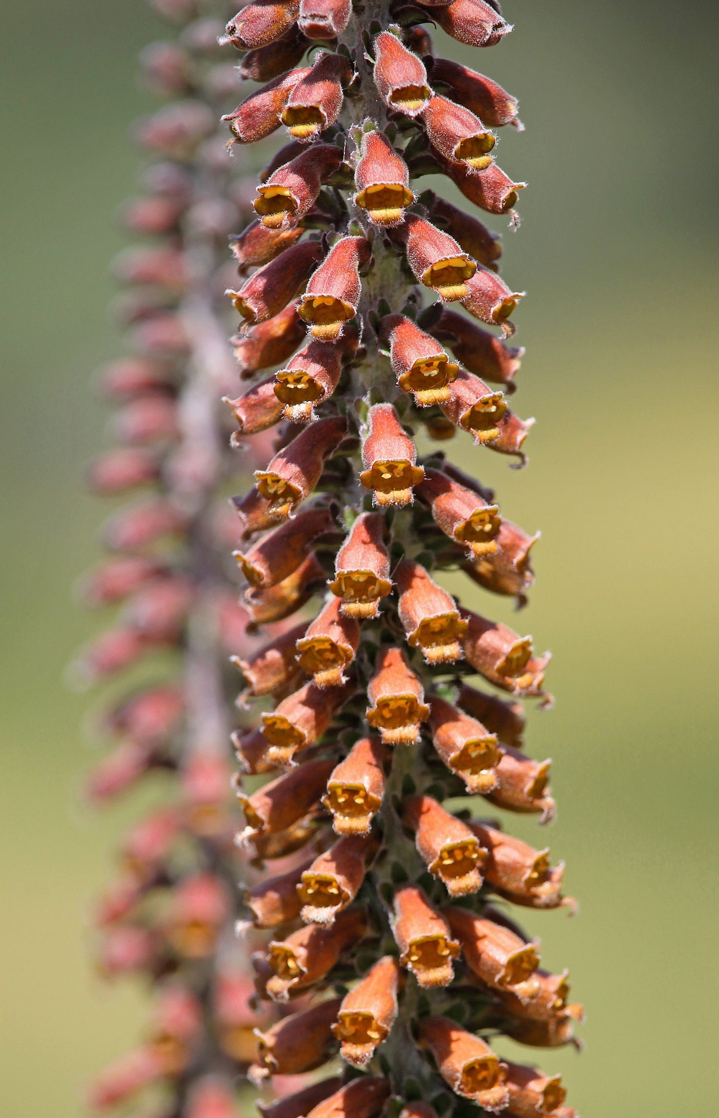 20 MILK CHOCOLATE FOXGLOVE Spanish Digitalis Parviflora Red Brown Flower Seeds - Blessings Grow Meadows -