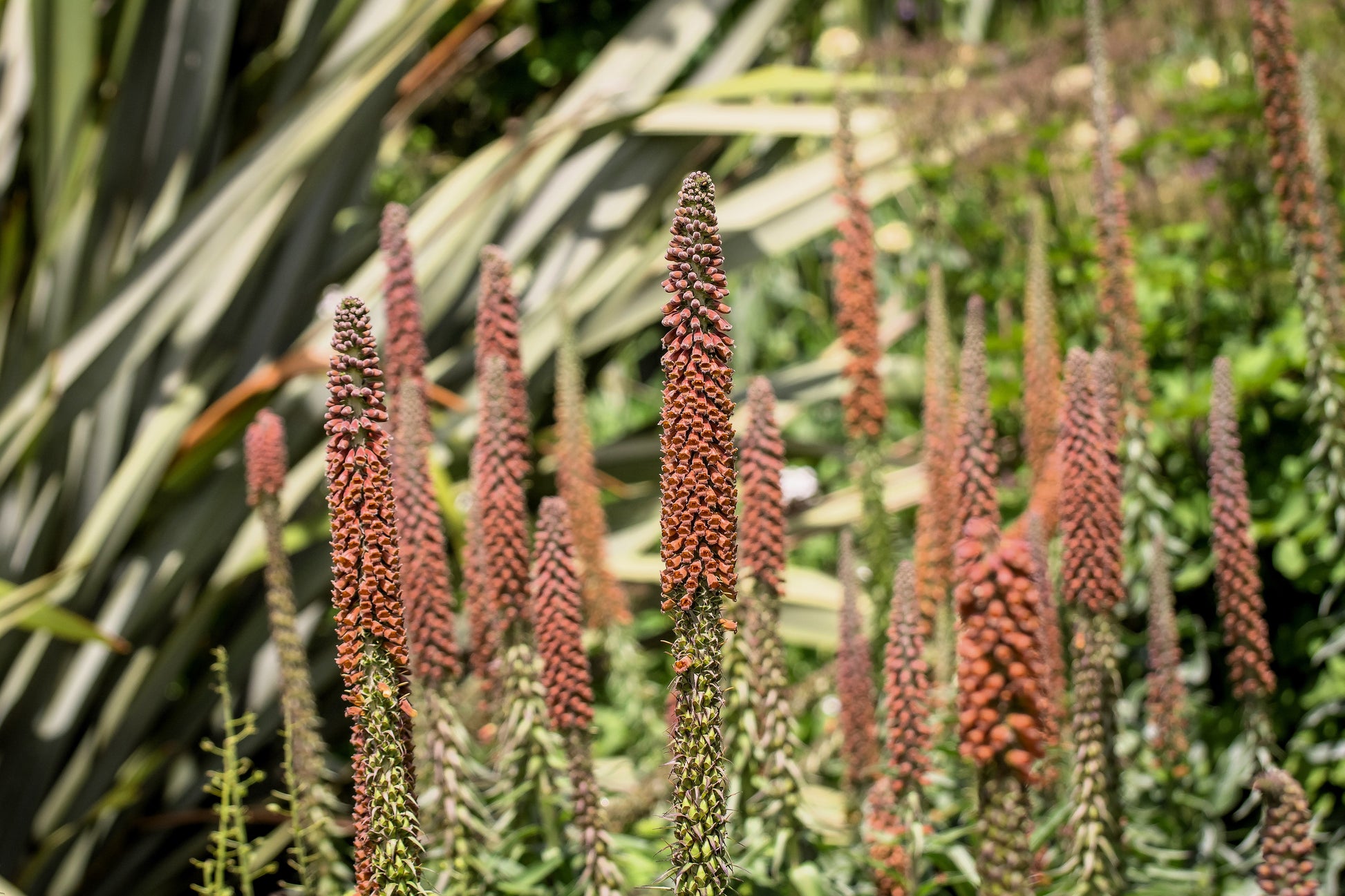 20 MILK CHOCOLATE FOXGLOVE Spanish Digitalis Parviflora Red Brown Flower Seeds - Blessings Grow Meadows -