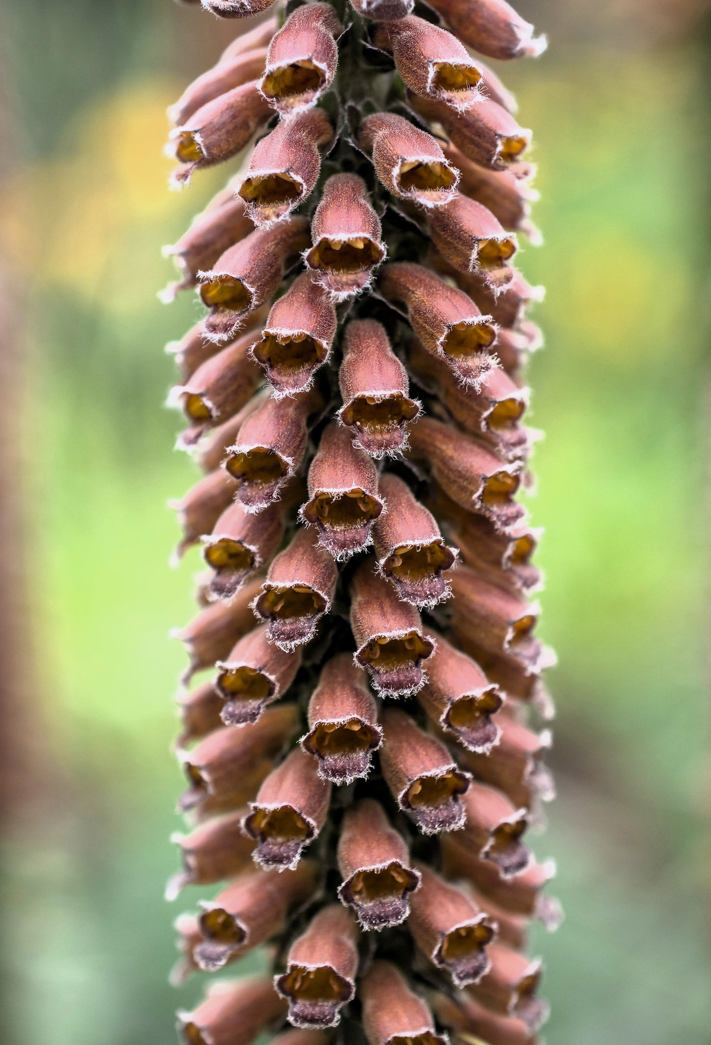 20 MILK CHOCOLATE FOXGLOVE Spanish Digitalis Parviflora Red Brown Flower Seeds - Blessings Grow Meadows -