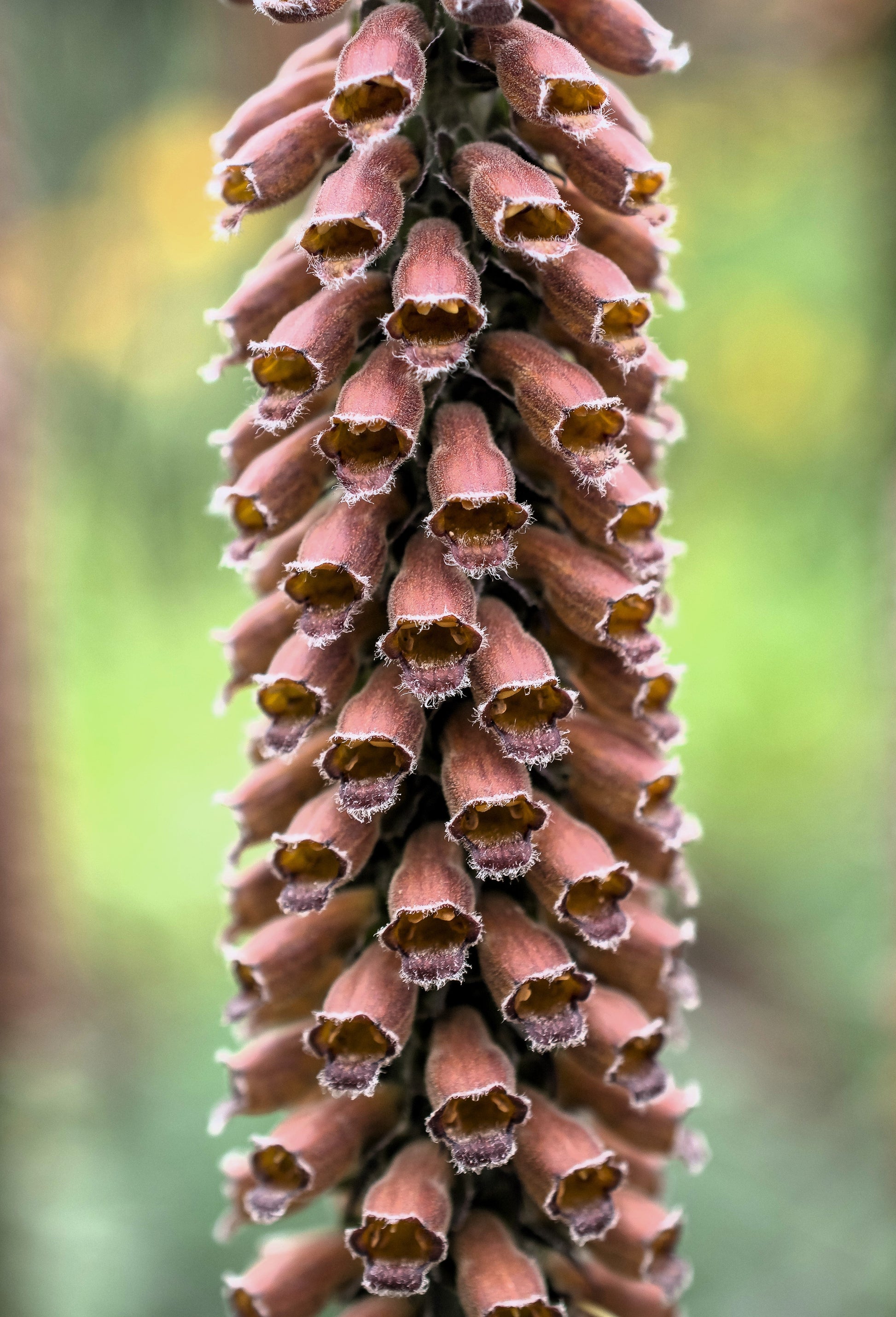 20 MILK CHOCOLATE FOXGLOVE Spanish Digitalis Parviflora Red Brown Flower Seeds - Blessings Grow Meadows -