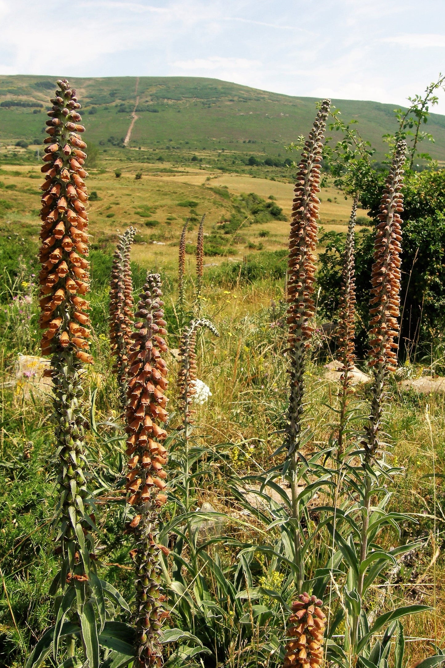 20 MILK CHOCOLATE FOXGLOVE Spanish Digitalis Parviflora Red Brown Flower Seeds - Blessings Grow Meadows -