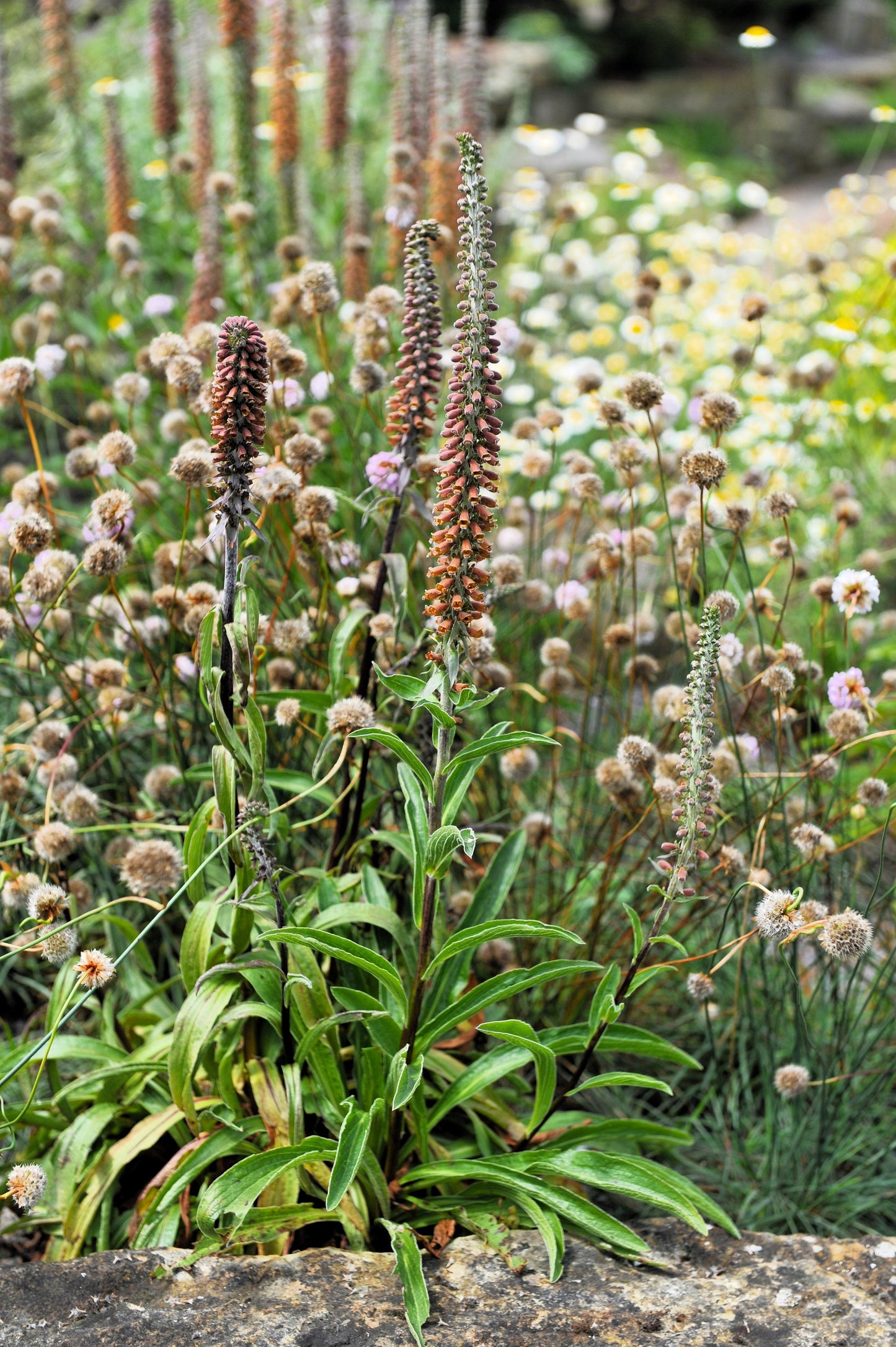 20 MILK CHOCOLATE FOXGLOVE Spanish Digitalis Parviflora Red Brown Flower Seeds - Blessings Grow Meadows -