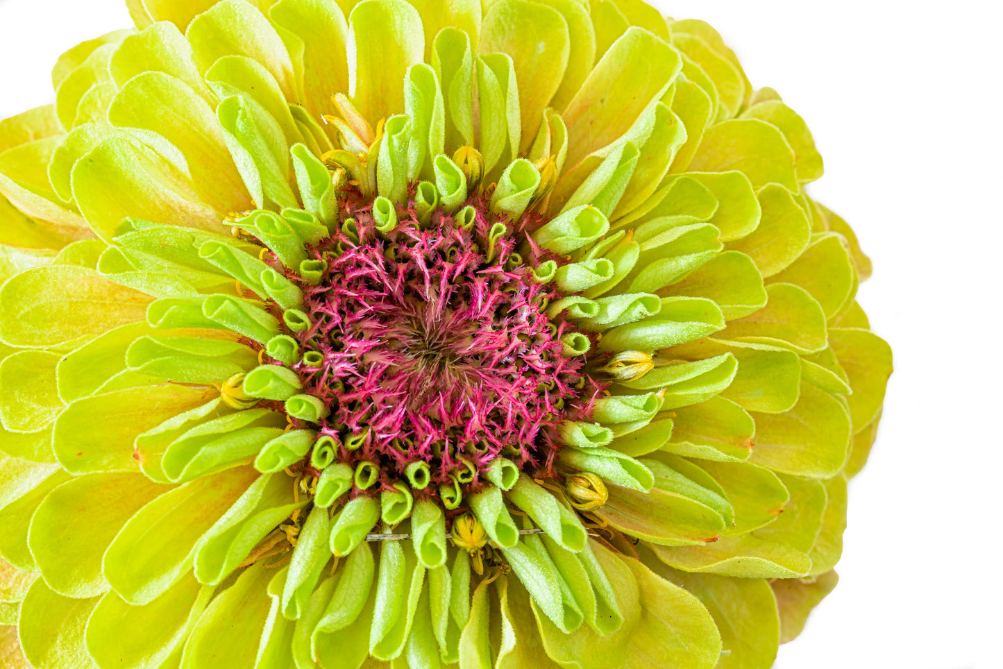20 Organic QUEENY LIME MIX ZINNIA Elegans Mixed Colors Red Orange Yellow Pink Green Queen Flower Seeds - Blessings Grow Meadows -