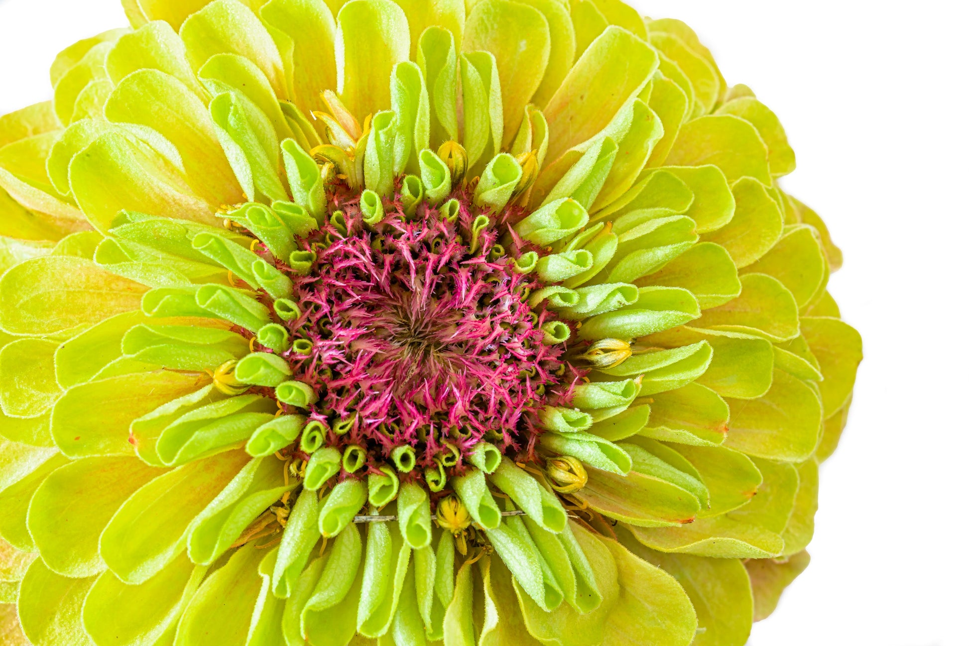 20 Organic QUEENY LIME MIX ZINNIA Elegans Mixed Colors Red Orange Yellow Pink Green Queen Flower Seeds - Blessings Grow Meadows -